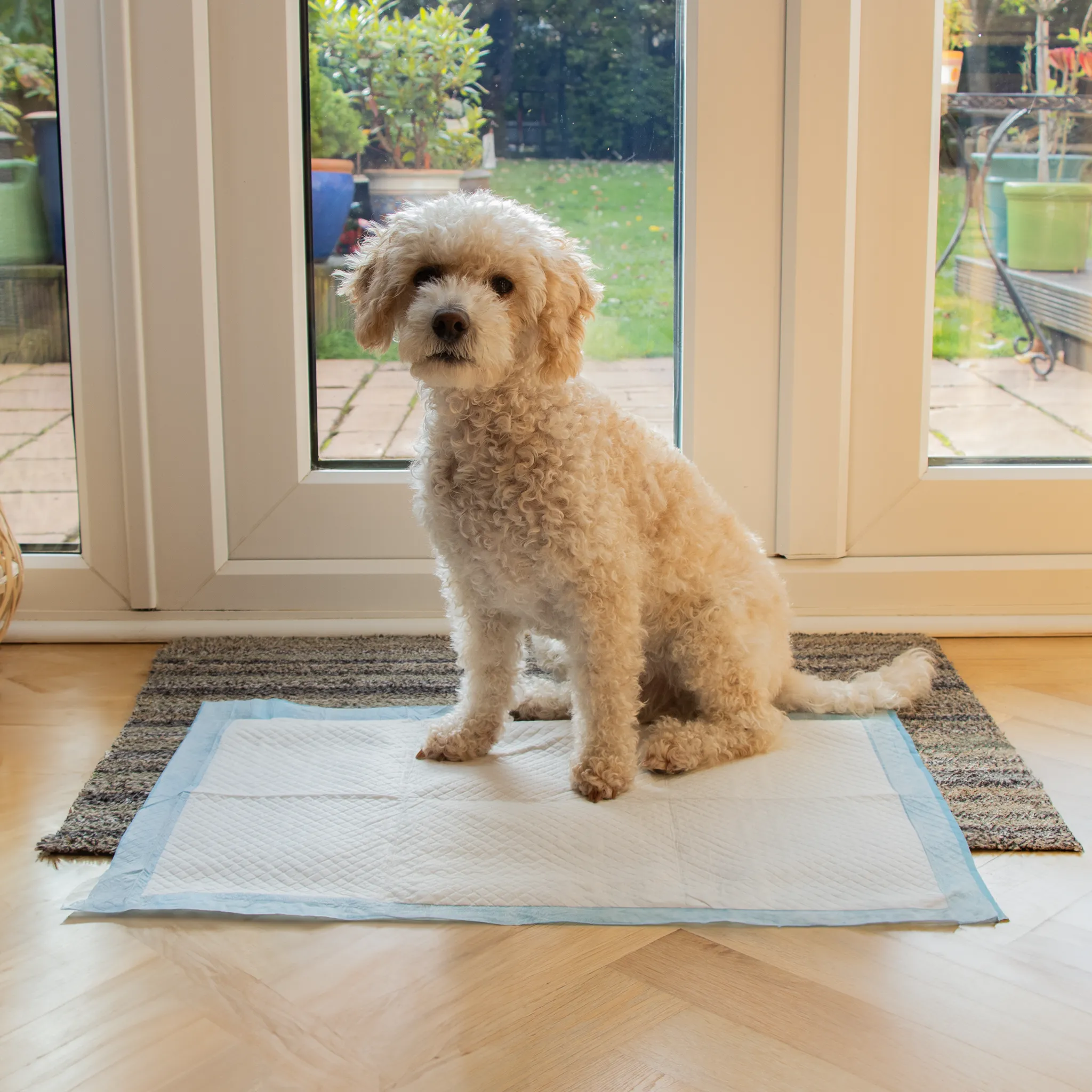 AllPetSolutions 100 x Medium Disposable Puppy Pads - 60 x 40cm