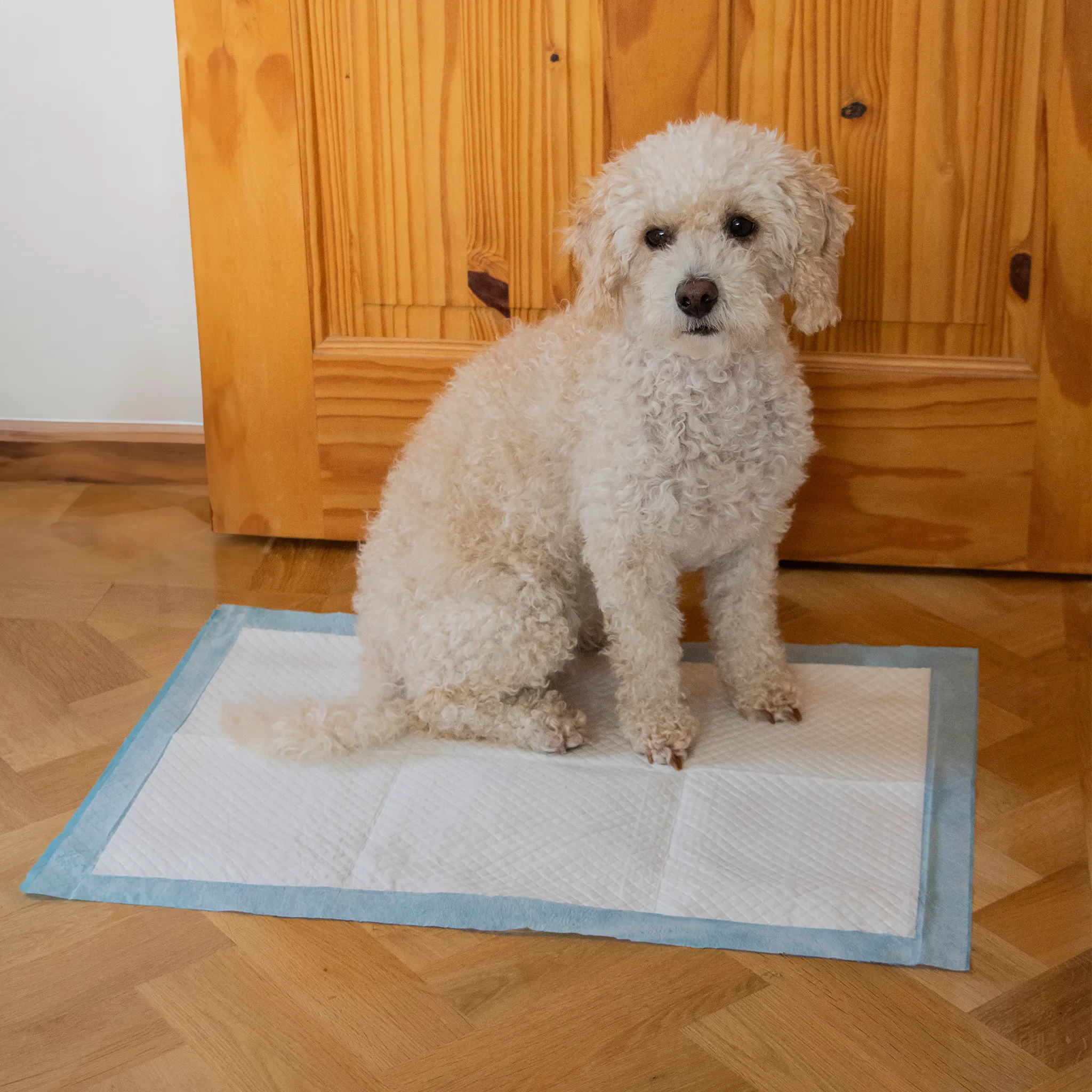 AllPetSolutions 100 x Medium Disposable Puppy Pads - 60 x 40cm