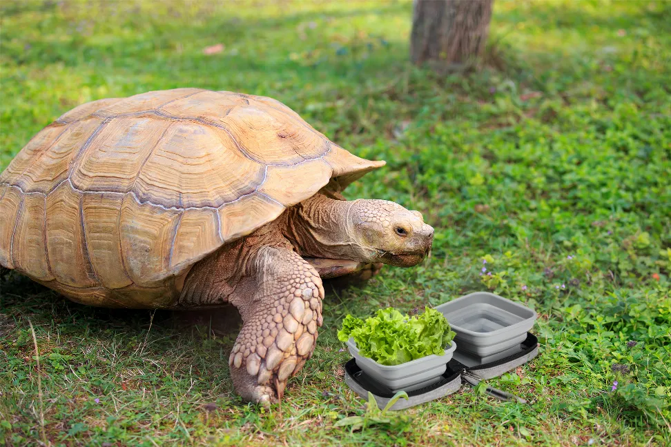 Portabowl Water and Food Bowl