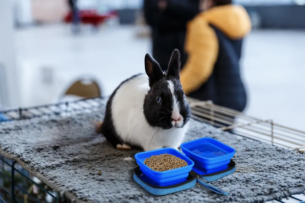 Portabowl Water and Food Bowl